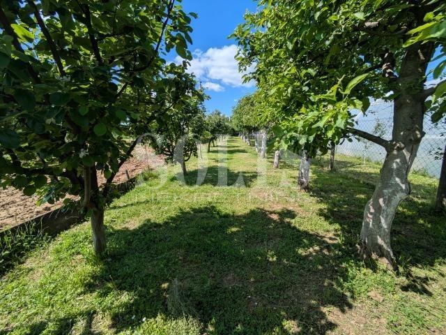 PLAC, Irig, manastir Hopovo | Šifra: 7072096