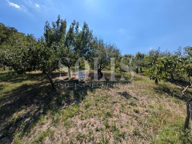 PLAC, Petrovaradin, Alibegovac | Šifra: 7072177