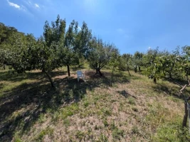 Plac, 1418 m<sup>2</sup>, Petrovaradin, Alibegovac