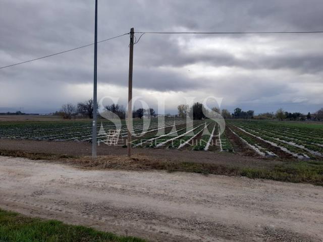 PLAC, Rumenka, Rumenka | Šifra: 7072226