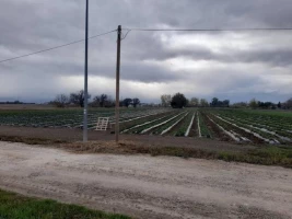 Plac, 3333 m<sup>2</sup>, Rumenka, Rumenka