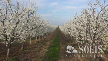 LAND, 10.23 ha, Krušedol selo, Krušedol selo