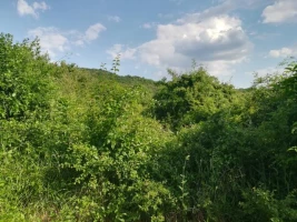 Земля, 0.45 ha, Sremski Karlovci, Banstol