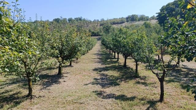 ZEMLJIŠTE, Jazak, Jazak | Šifra: 6500413