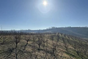 ZEMLJIŠTE, 1.99 ha, Sremski Karlovci, Raša