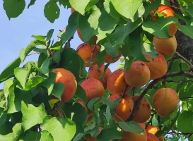 ZEMLJIŠTE, 1.1 ha, Kisač, Kisač