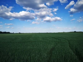 ZEMLJIŠTE, 2.59 ha, Srbobran, Srbobran