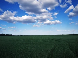 ZEMLJIŠTE, 19.64 ha, Srbobran, Srbobran